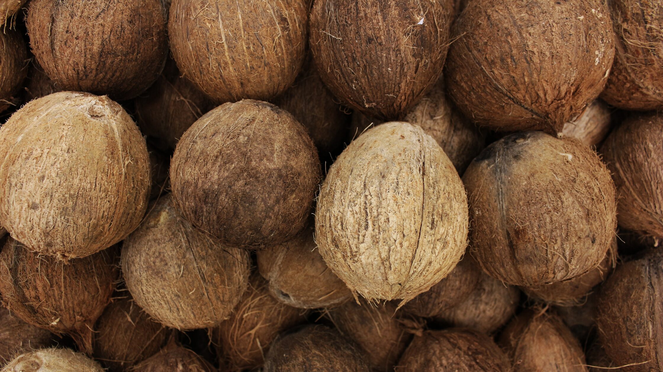 Considerations for Choosing the Right Coconut Variety Based on Climate and Space Constraints