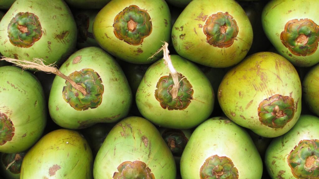 Different Coconut Varieties Suited for Home Cultivation