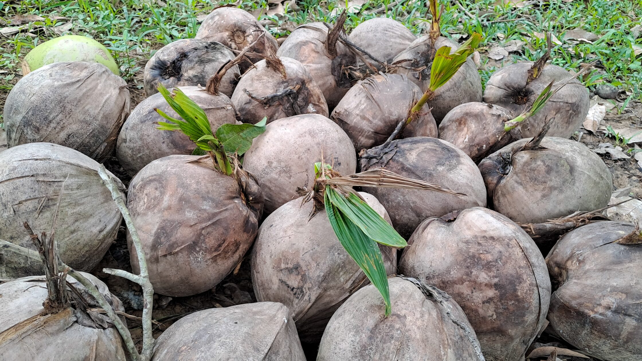 How to grow a coconut tree from seed: an in-home tropical DIY guide ...