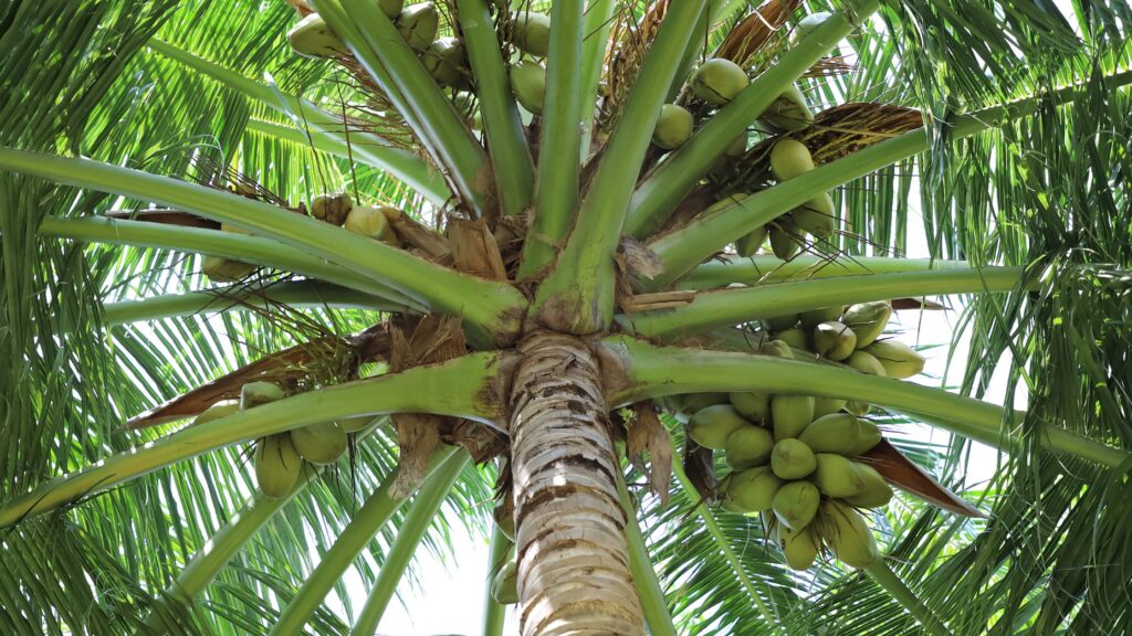 Soil Preferences and pH Levels for Healthy Coconut Growth