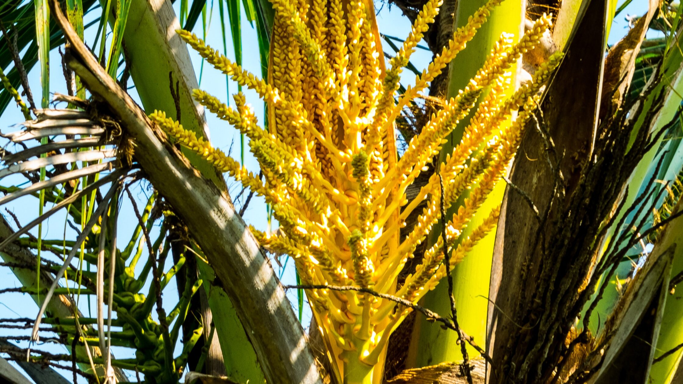 understanding-coconut-palm-flowering-and-pollination-cocohome